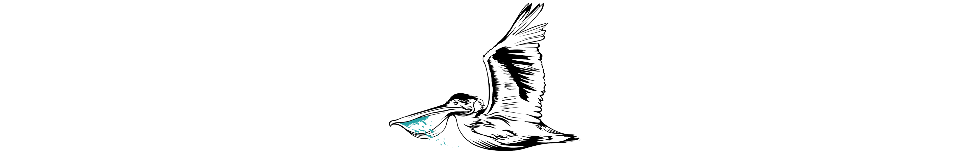 Pelican flying